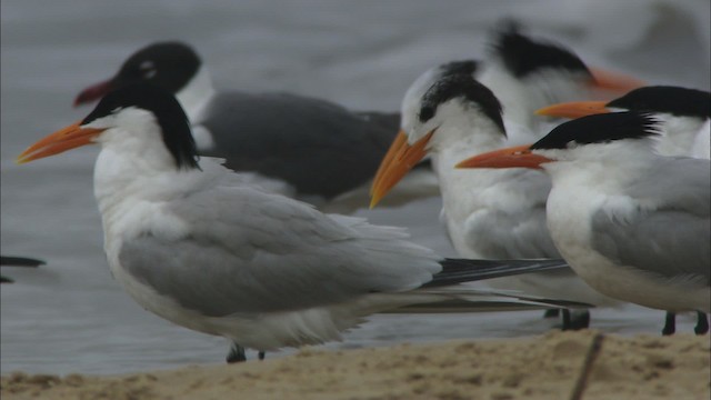 Royal Tern - ML466092