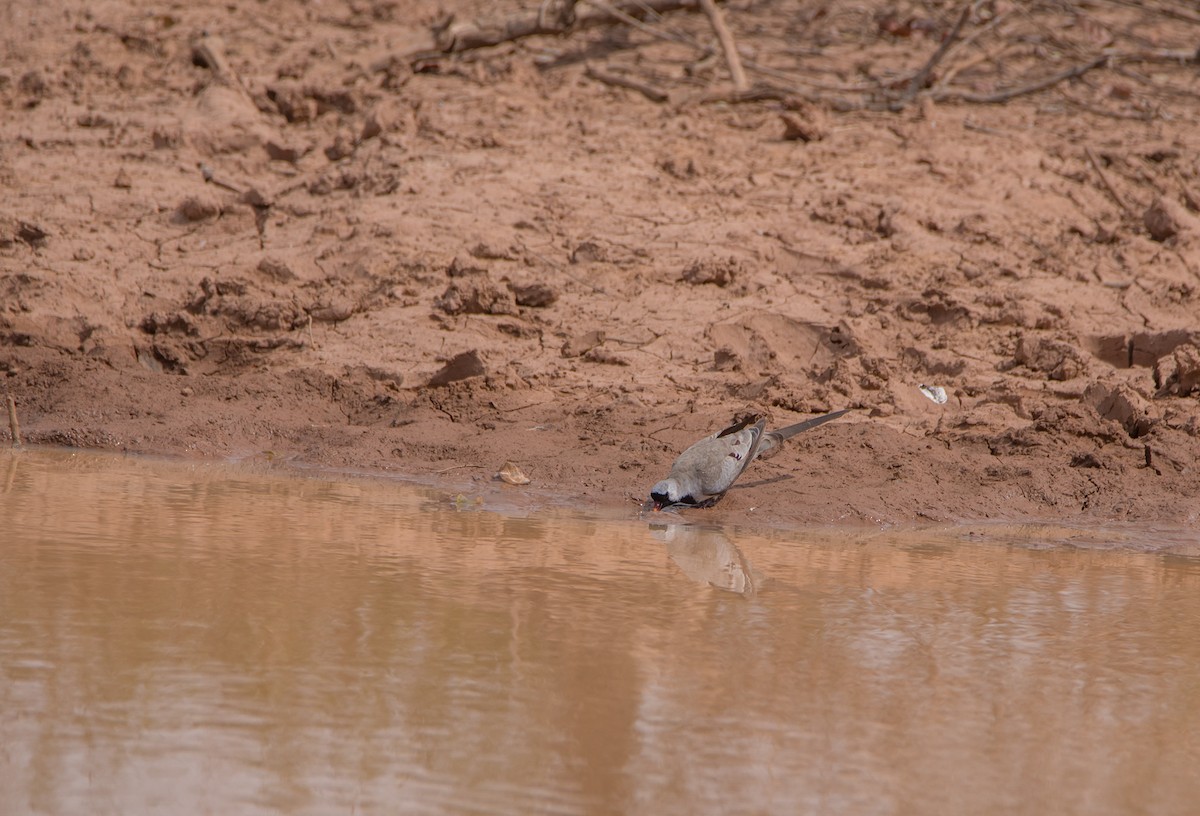 Namaqua Dove - ML466092001