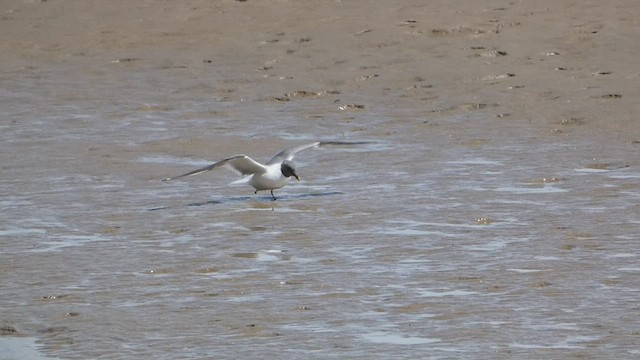 Mouette de Sabine - ML466092331