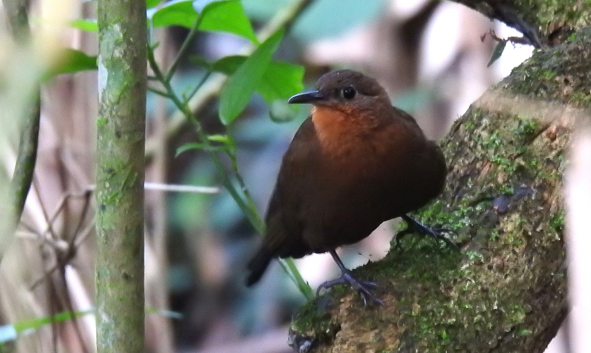 South American Leaftosser (Guianan) - ML466092371