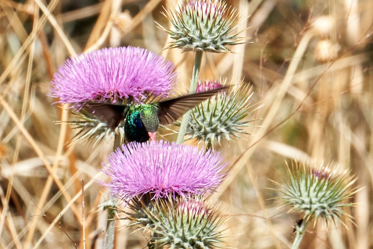 Broad-billed Hummingbird - ML466092431