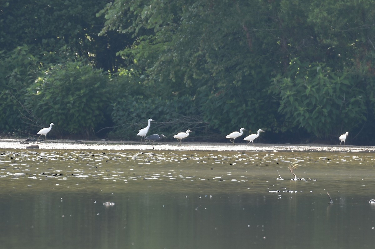 Little Blue Heron - ML466092761
