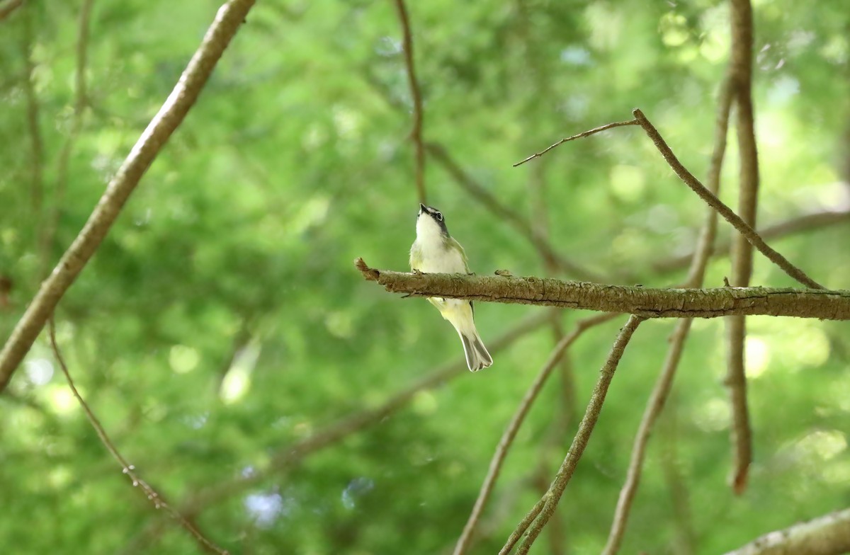 Blue-headed Vireo - ML466092961