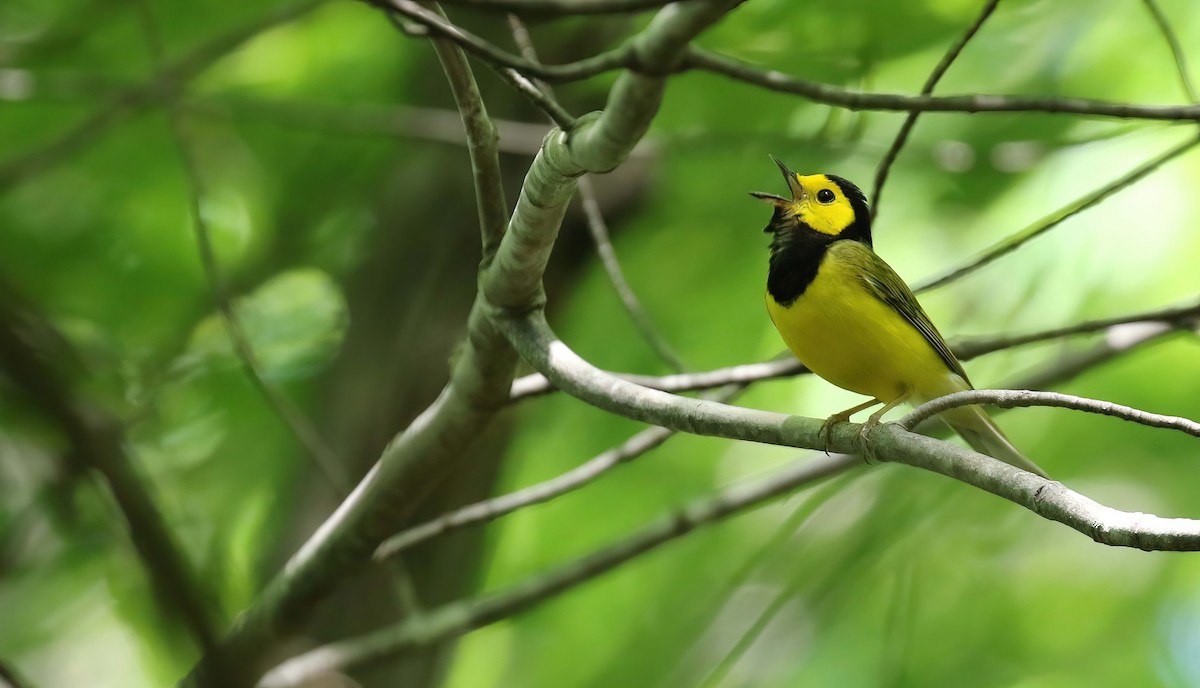 Hooded Warbler - ML466093101