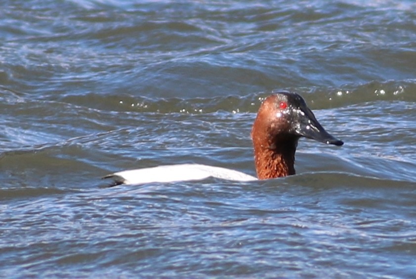 Canvasback - Eric Hartshaw