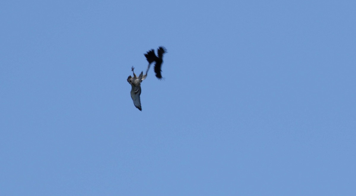 Broad-winged Hawk - ML466093271