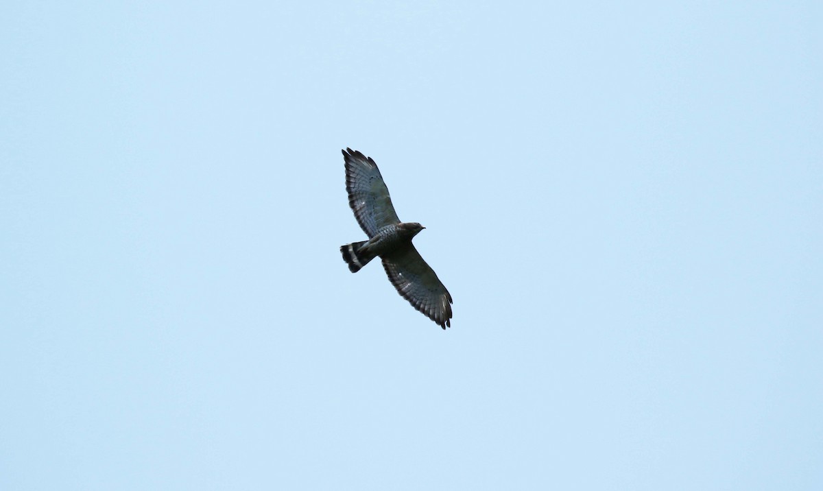 Broad-winged Hawk - ML466093281