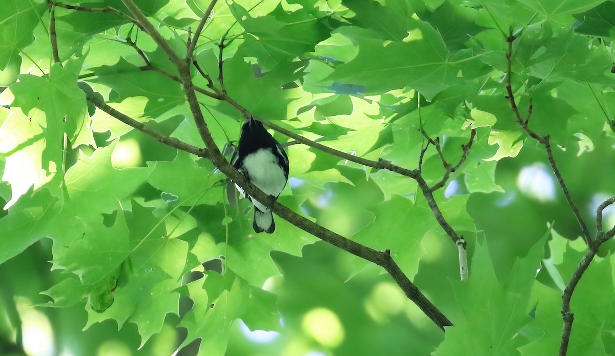 Black-throated Blue Warbler - ML466093411