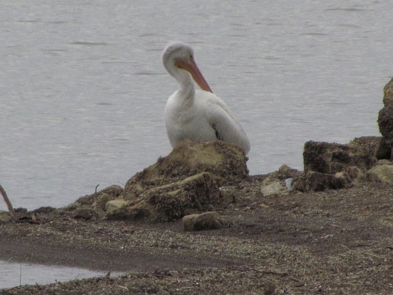 American White Pelican - ML46609381