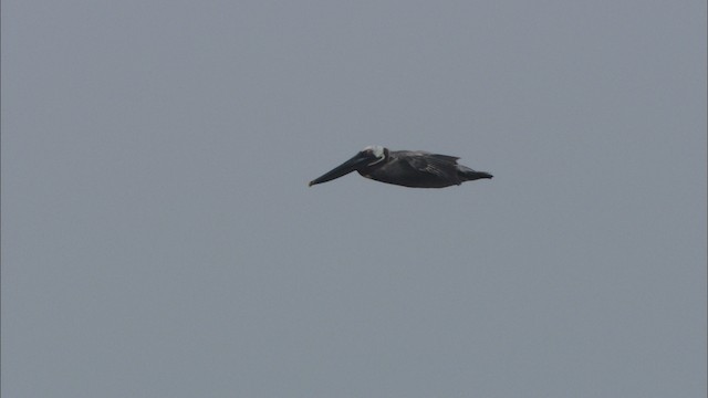 Brown Pelican (Atlantic) - ML466095