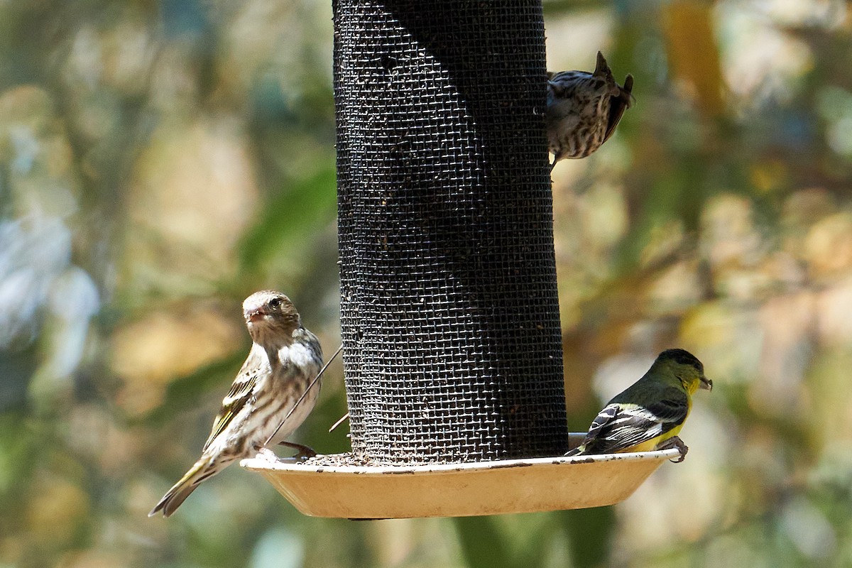 Lesser Goldfinch - Jay Dia