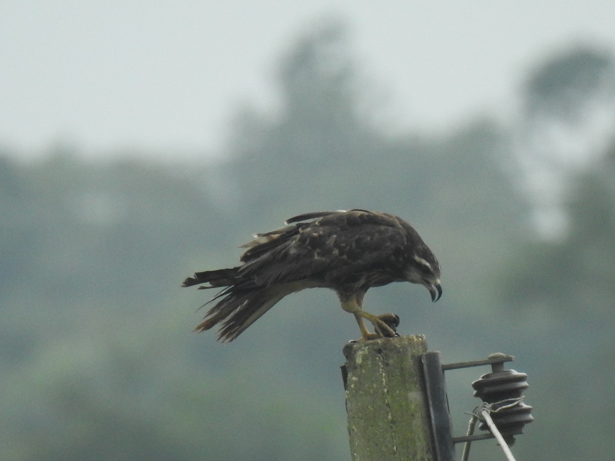 Snail Kite - ML466095771