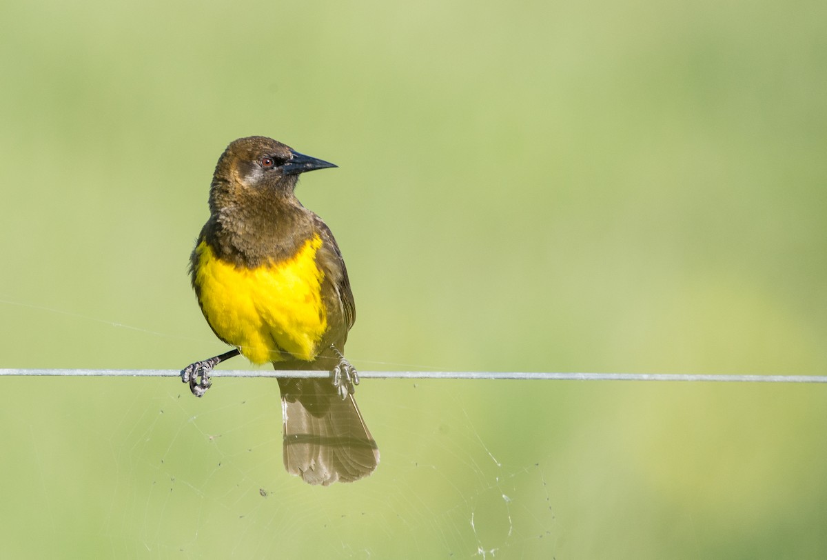 Brown-and-yellow Marshbird - ML46609581