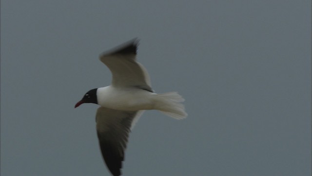 Laughing Gull - ML466096