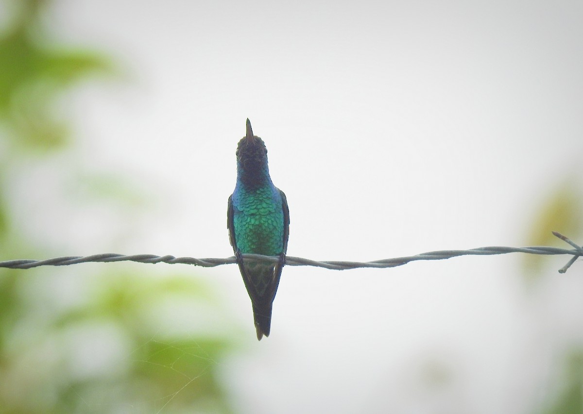 kolibřík safírovohrdlý - ML466096241