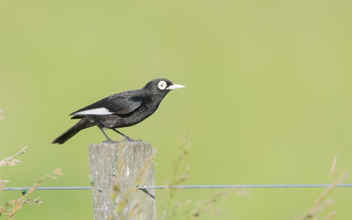 Spectacled Tyrant - Mariano  Ordoñez