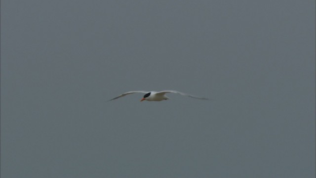 Royal Tern - ML466097