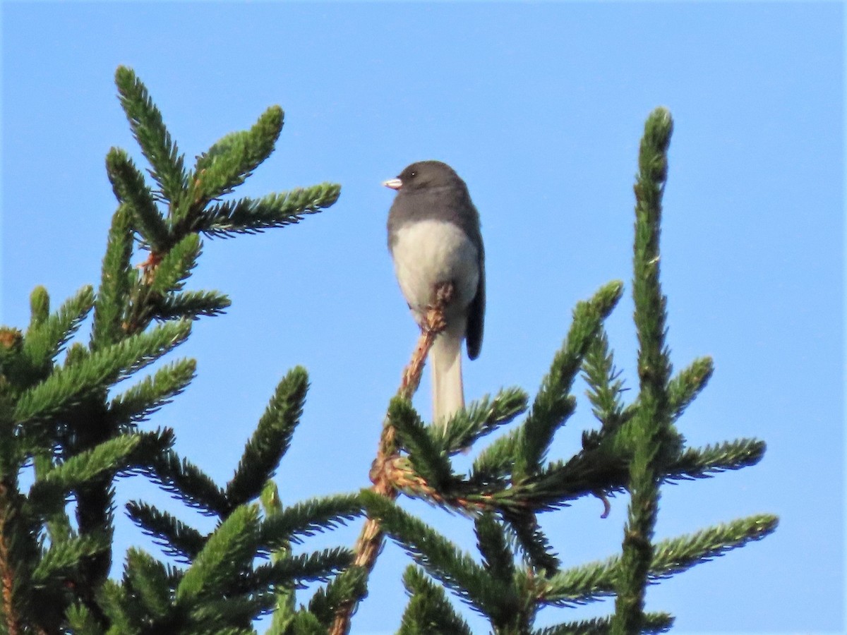 Dark-eyed Junco - ML466098101