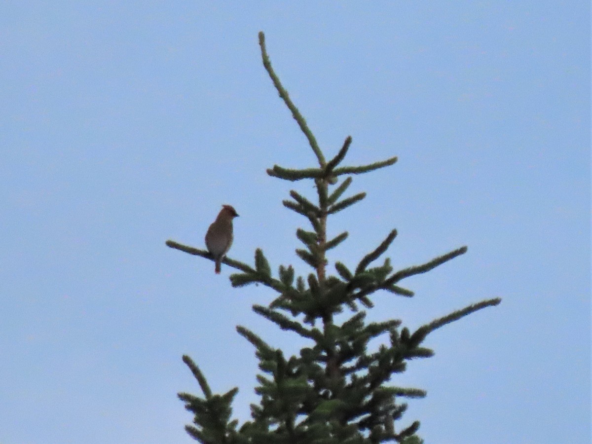 Cedar Waxwing - ML466098211