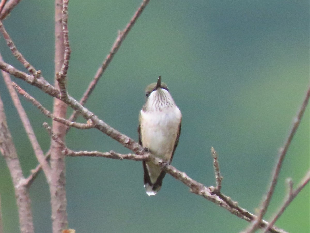 Ruby-throated Hummingbird - Teresa Noel