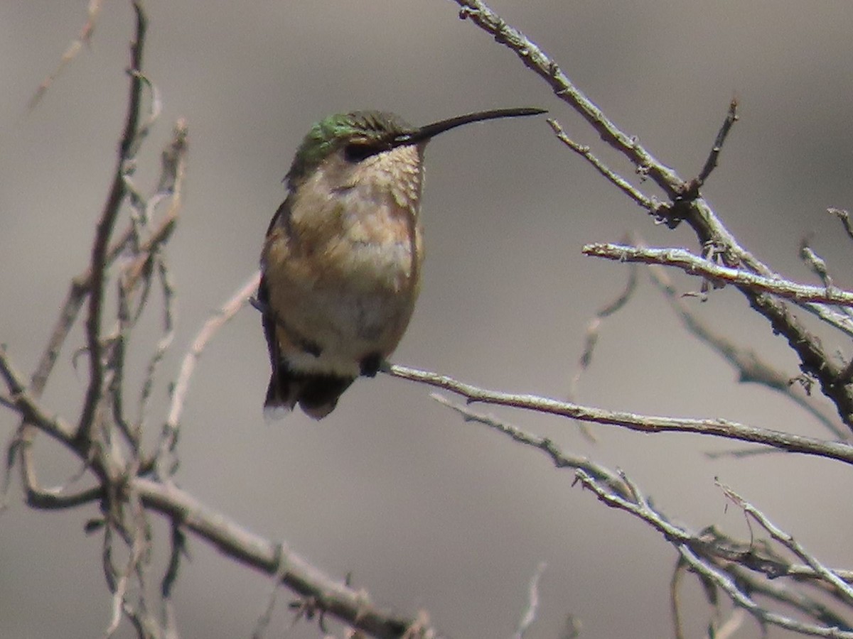 Lucifer Hummingbird - ML466098421