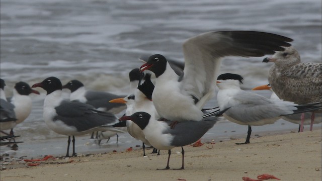 Laughing Gull - ML466099