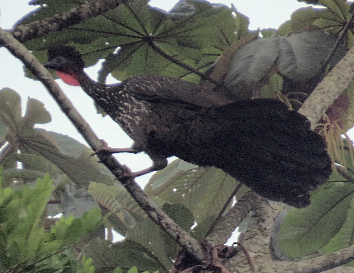 Crested Guan - ML466099071