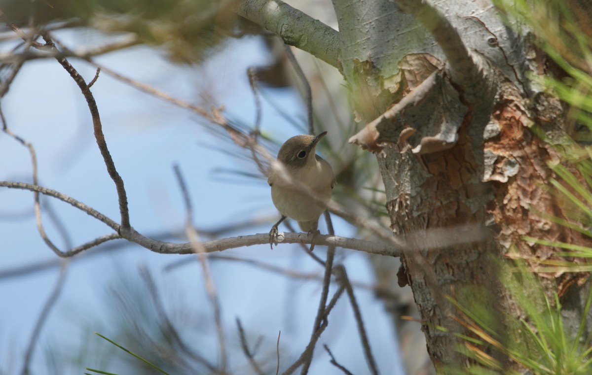 Eastern Olivaceous Warbler - ML466099221