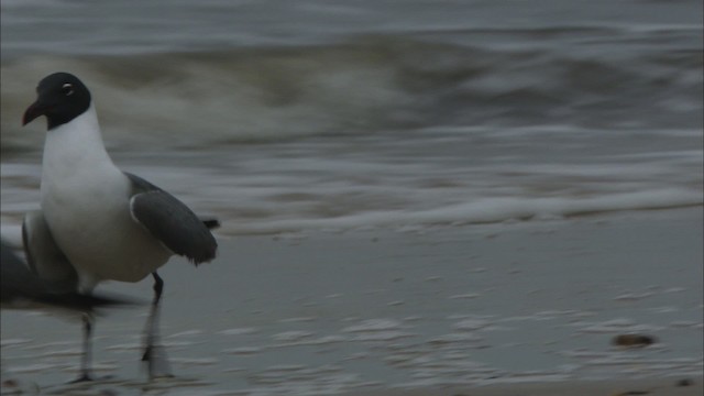 Gaviota Guanaguanare - ML466100