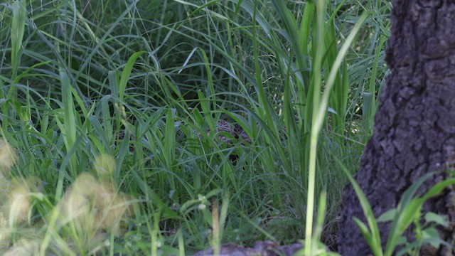 Montezuma Quail - ML466100231