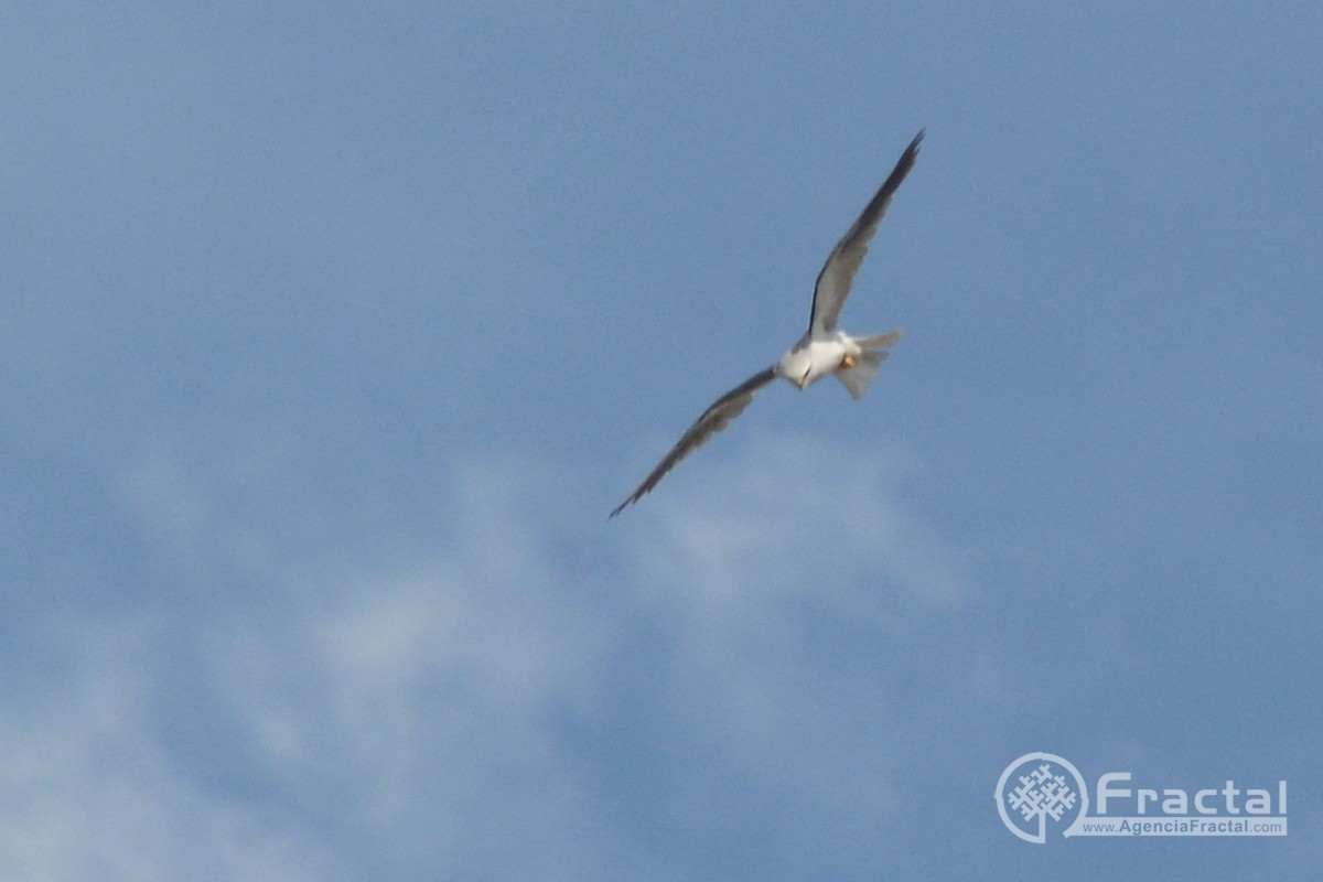 White-tailed Kite - Wladimir Giraldo Velasquez