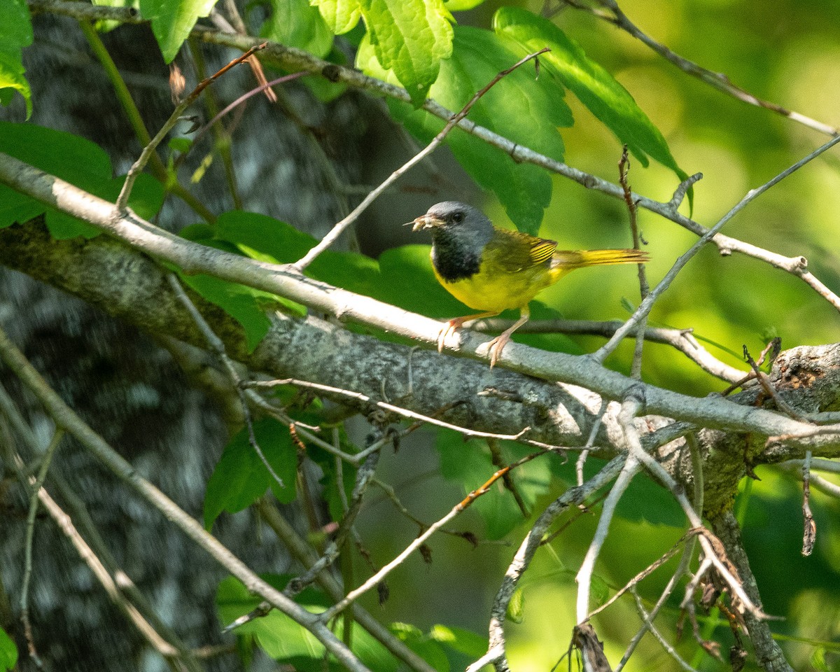 Mourning Warbler - Amy Bedard