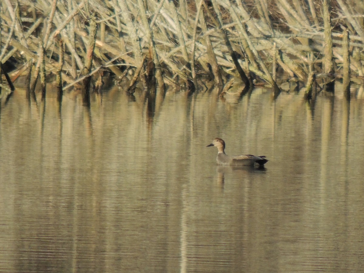 Gadwall - ML46610081