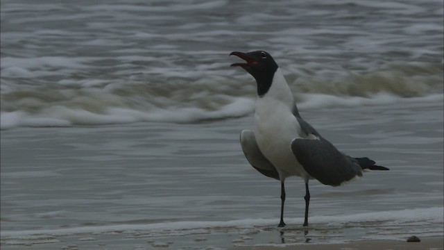 Laughing Gull - ML466101