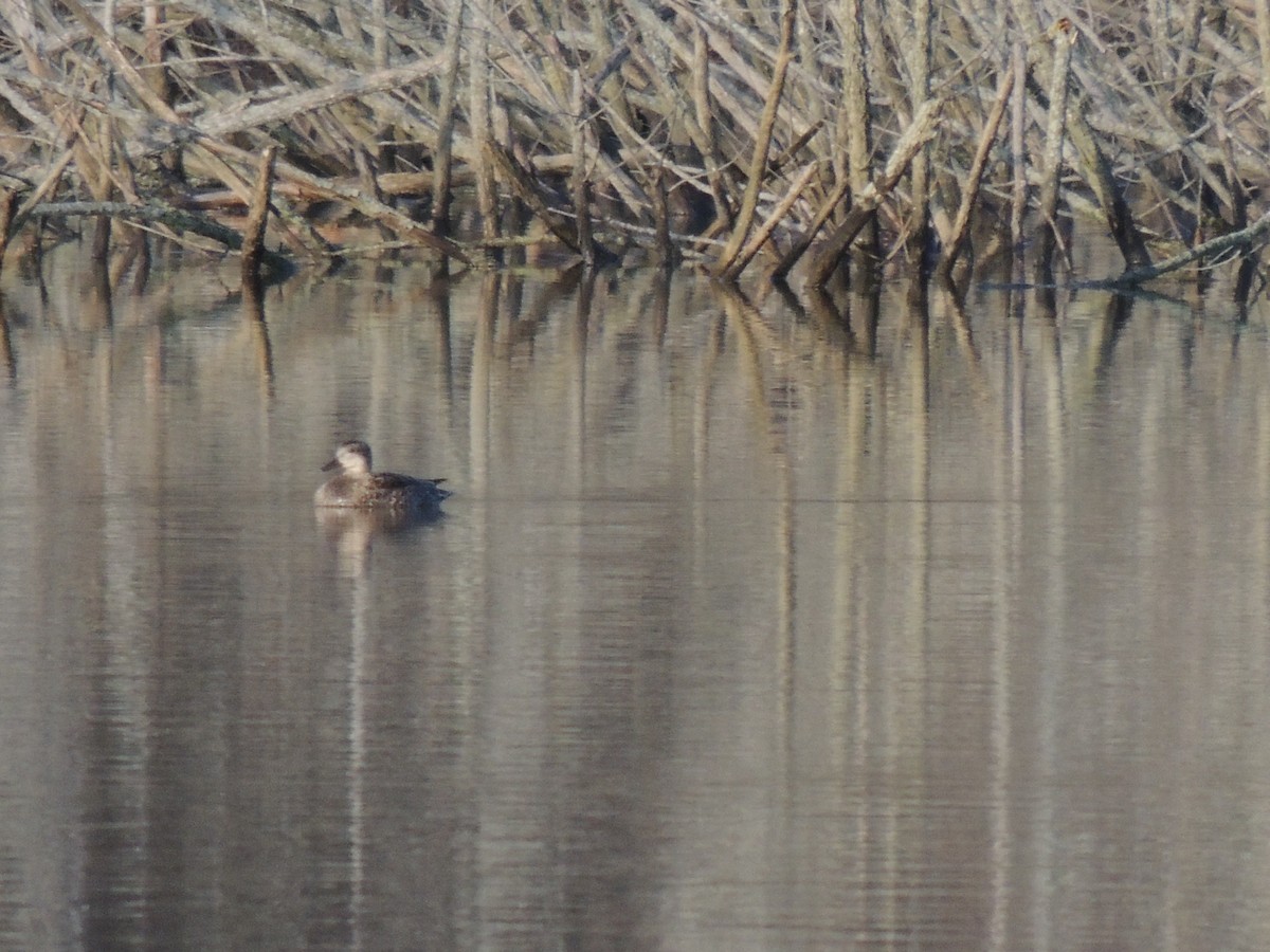 Gadwall - Michael Gardner