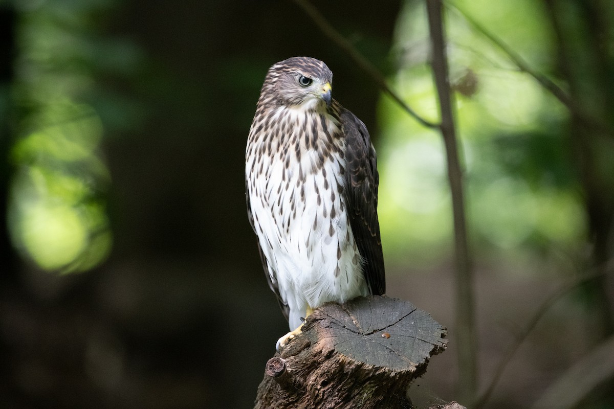 Cooper's Hawk - Nicola Kubzdela