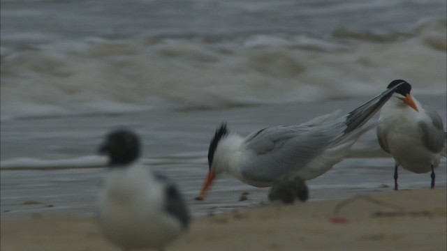 Royal Tern - ML466102