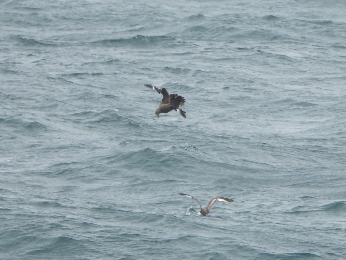 South Polar Skua - ML466102041