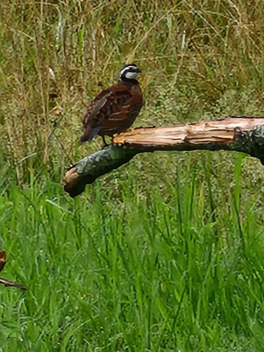 Northern Bobwhite - ML466102251