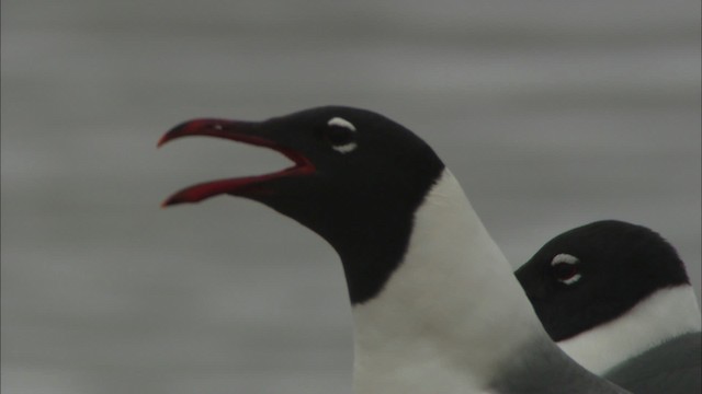 Laughing Gull - ML466103