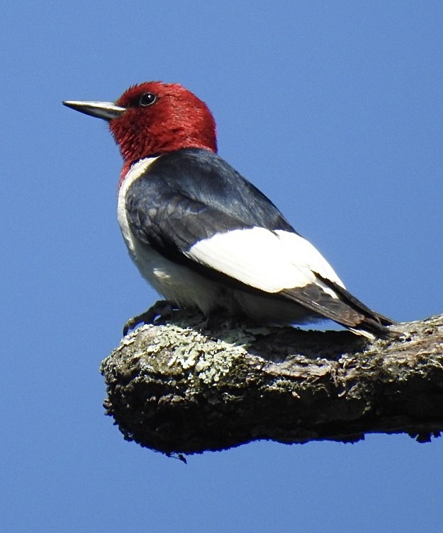 Red-headed Woodpecker - ML466103721