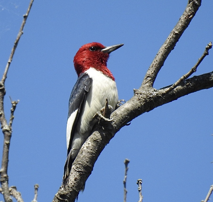 Red-headed Woodpecker - ML466103731
