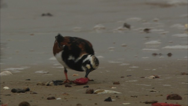 Ruddy Turnstone - ML466104