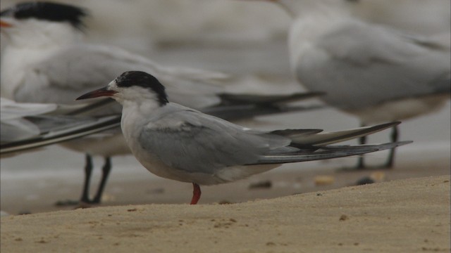 שחפית ים - ML466105