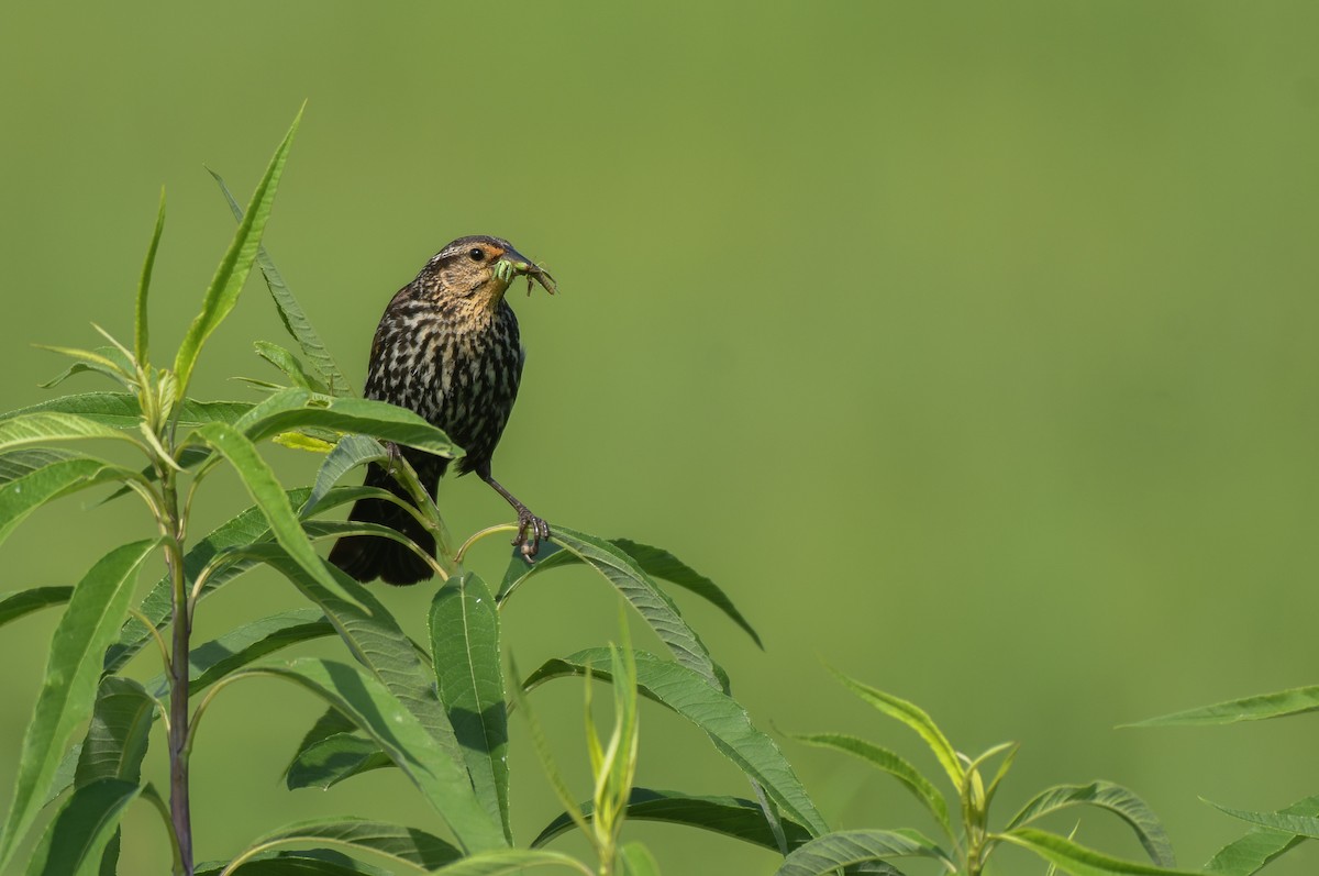 Red-winged Blackbird - ML466105021