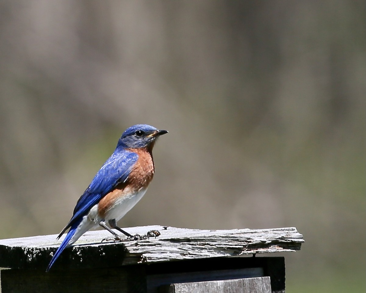 Eastern Bluebird - ML466105041