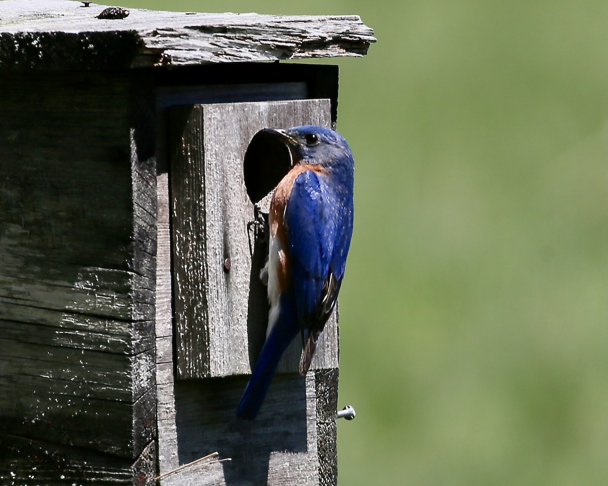 Eastern Bluebird - ML466105061