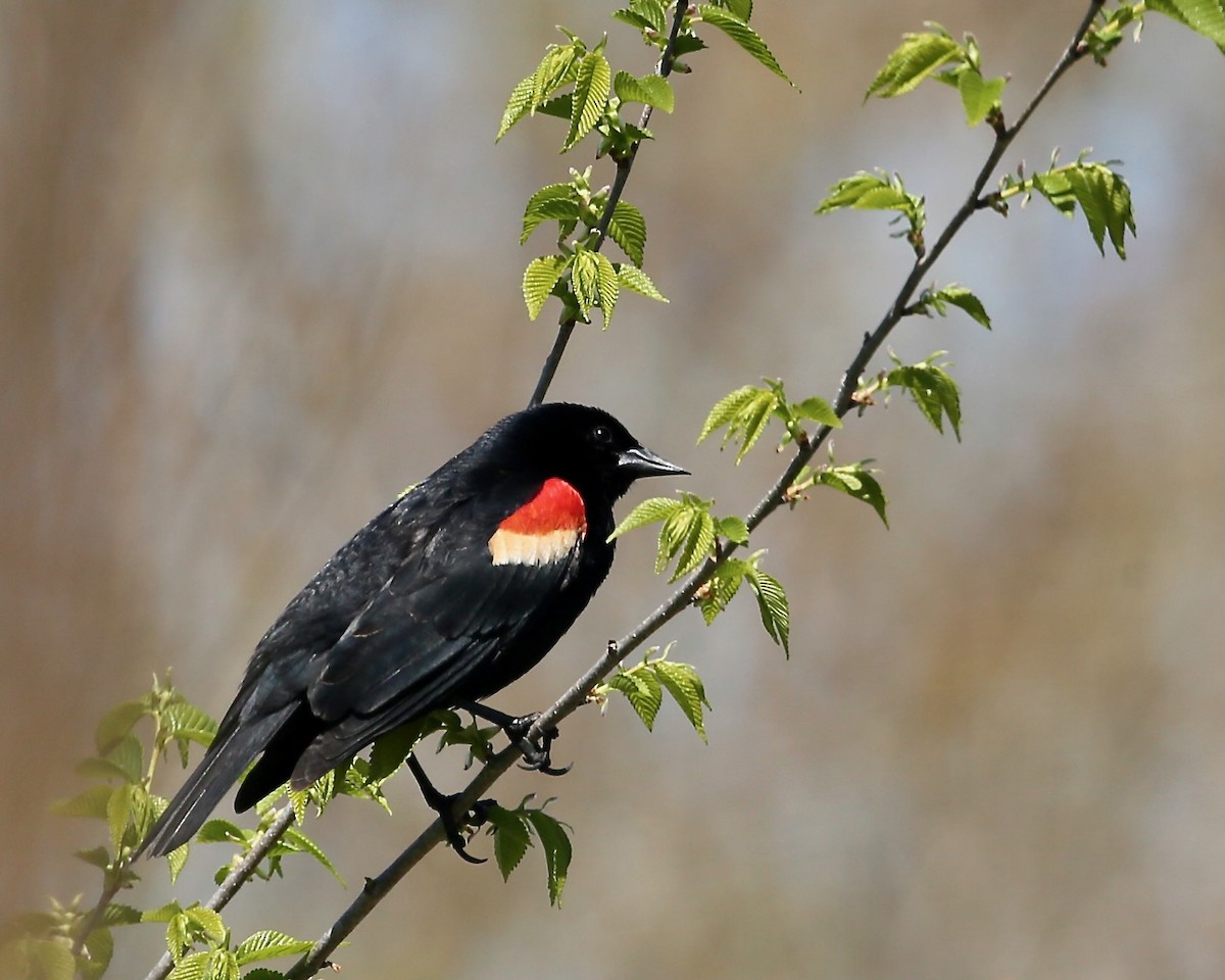 Red-winged Blackbird - ML466105651