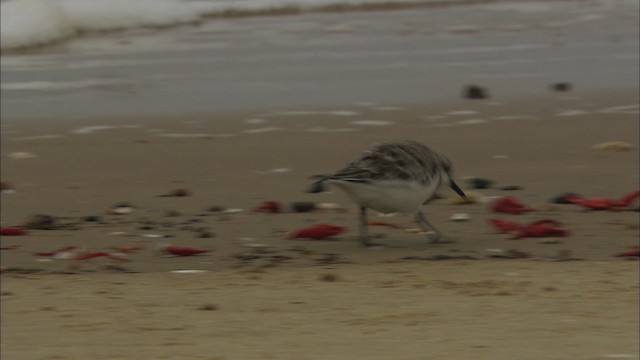 חופית לבנה - ML466106