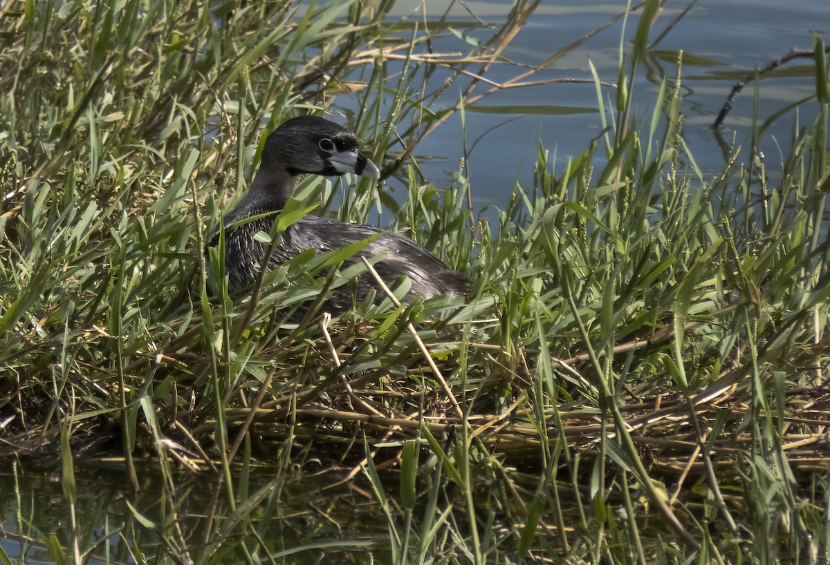 Pied-billed Grebe - ML466106011